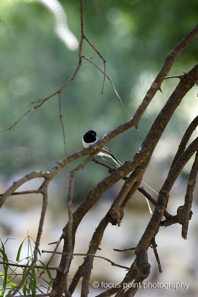 Madagascar paradise flycatcher