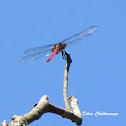 Pink Skimmer Dragonfly