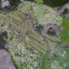Fall Webworm (nest)