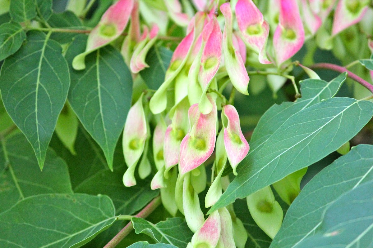 Tree of heaven Project Noah