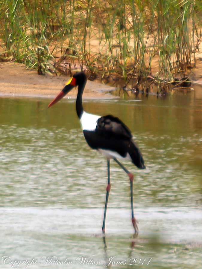 Saddle-billed Stork