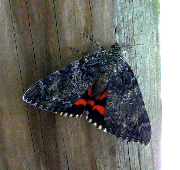 Red Underwing Moth Project Noah