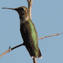 Black-chinned Hummingbird (immature male)