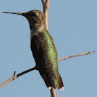 Black-chinned Hummingbird (immature male)