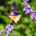 Hummingbird Hawk-moth