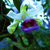Orquídea Sobralia
