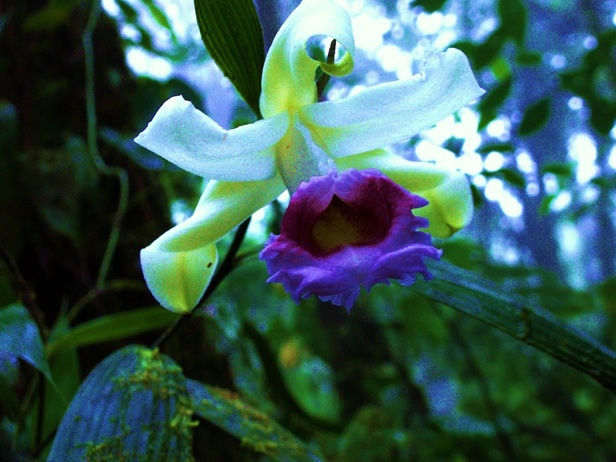 Orquídea Sobralia