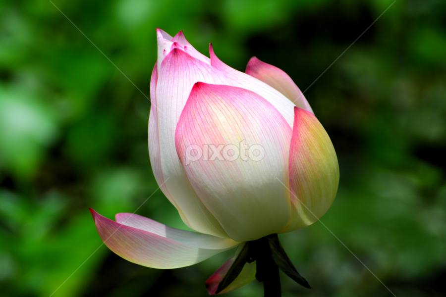 by Jayantakumar Das - Flowers Flower Buds