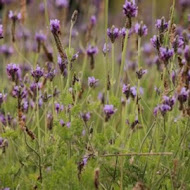 日光大道富錦廚坊