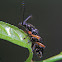 Long-jointed darkling beetle