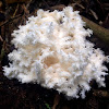 Bear's head. Fungi coral. Hongo coral