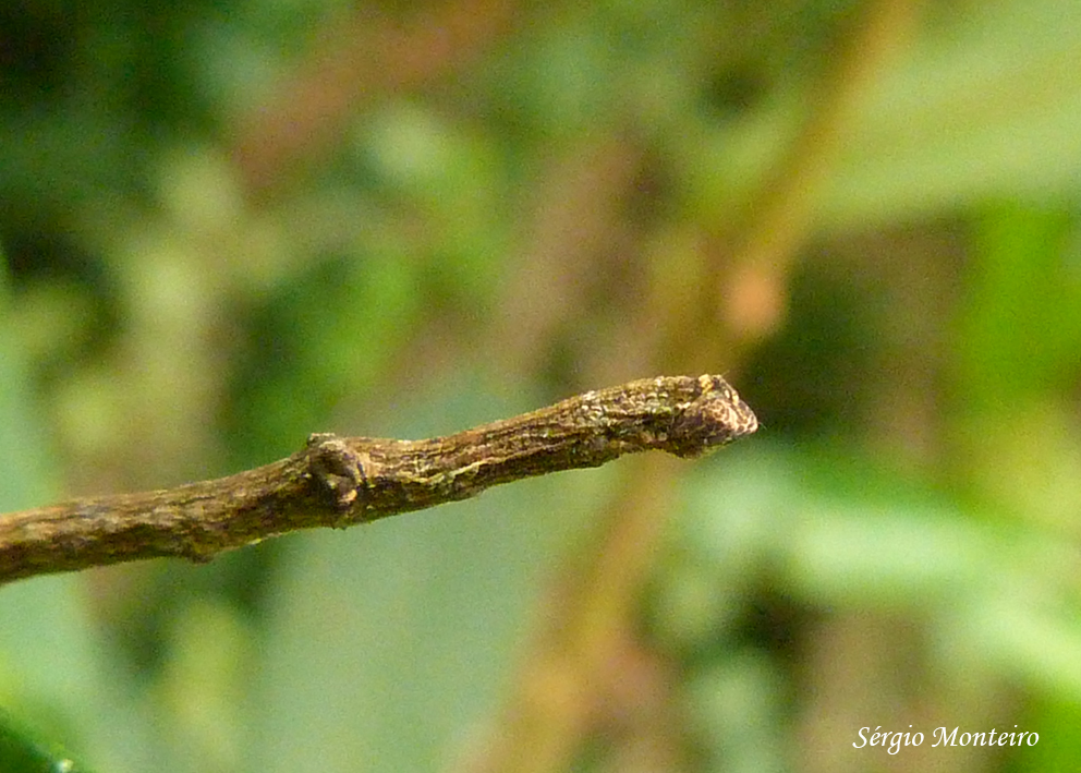 Geometer moth caterpillar