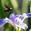 American Bumble Bee (on Blue-flag Iris)