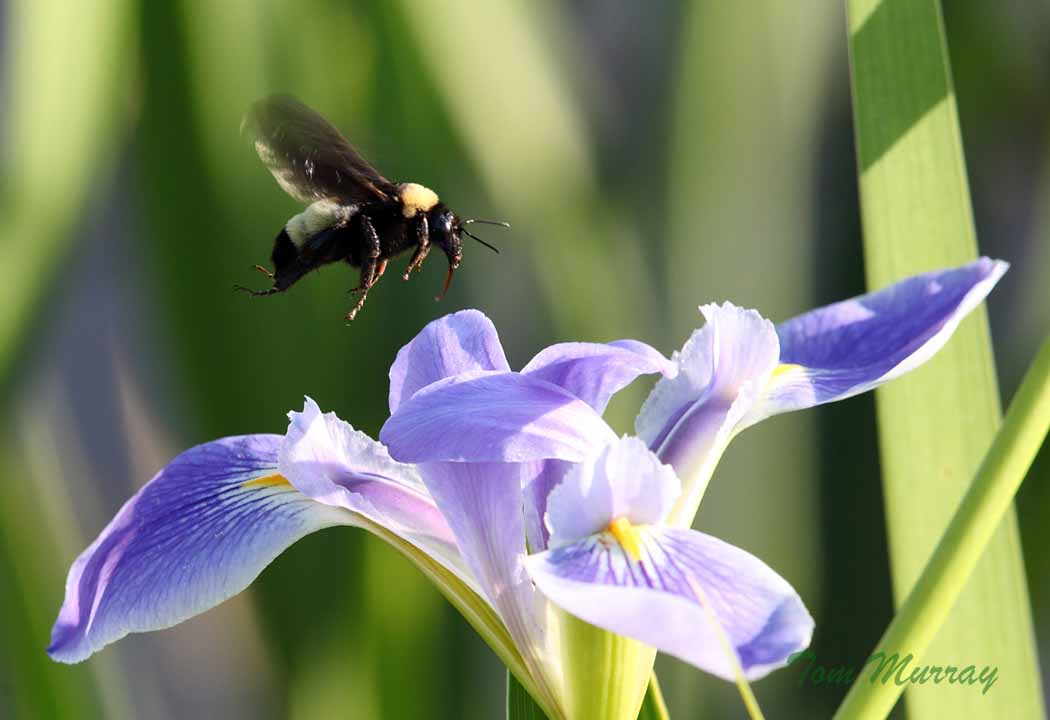 American Bumble Bee (on Blue-flag Iris)