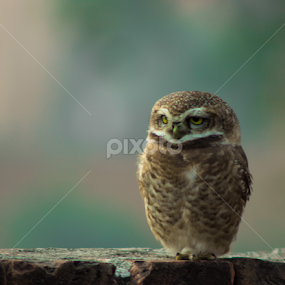 Mr. lonely by Saurabh Midha - Animals Birds