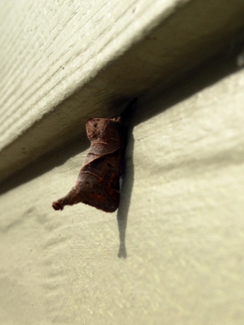 Angle-lined Prominent Moth