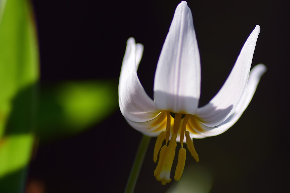 Trout-lily