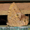 Common Evening Brown Butterfly (Wet-season form)
