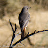 Black Redstart; Colirrojo Tizón