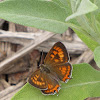 Tailed Copper (female)