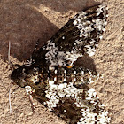 Rustic Sphinx (Hawk) Moth