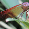 Straight-edged Red Parasol Dragonfly