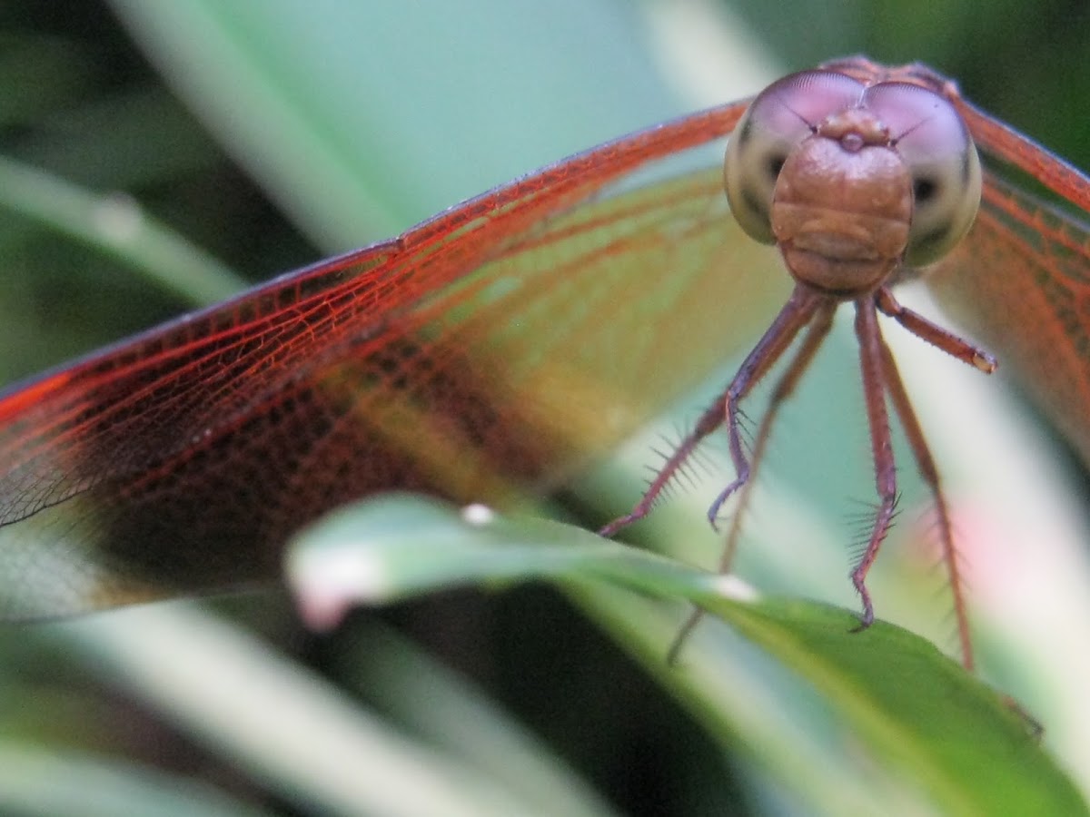 Straight-edged Red Parasol Dragonfly