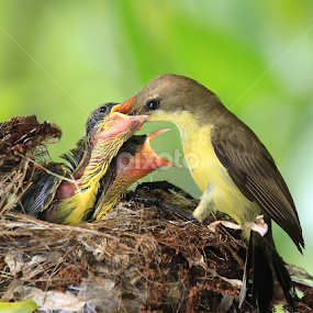by Prachit Punyapor - Animals Birds
