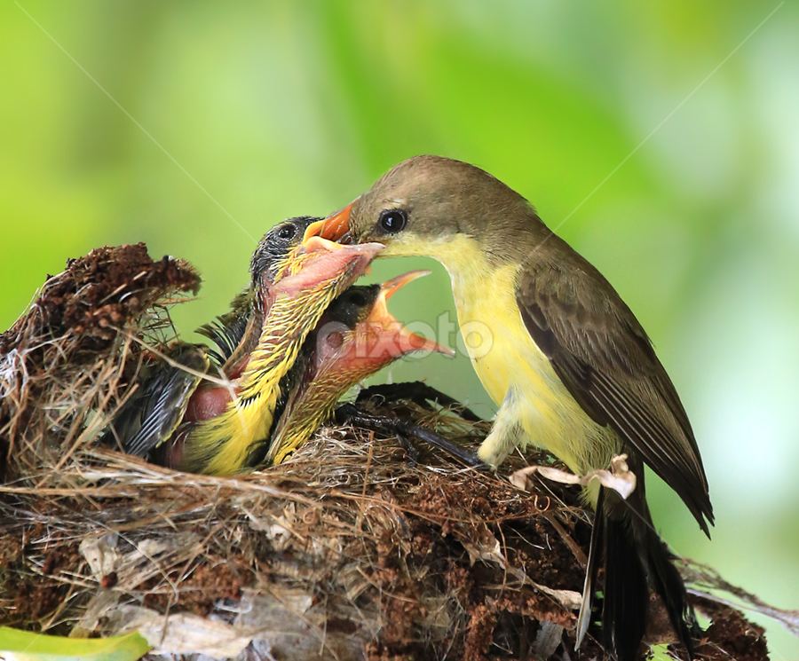 by Prachit Punyapor - Animals Birds