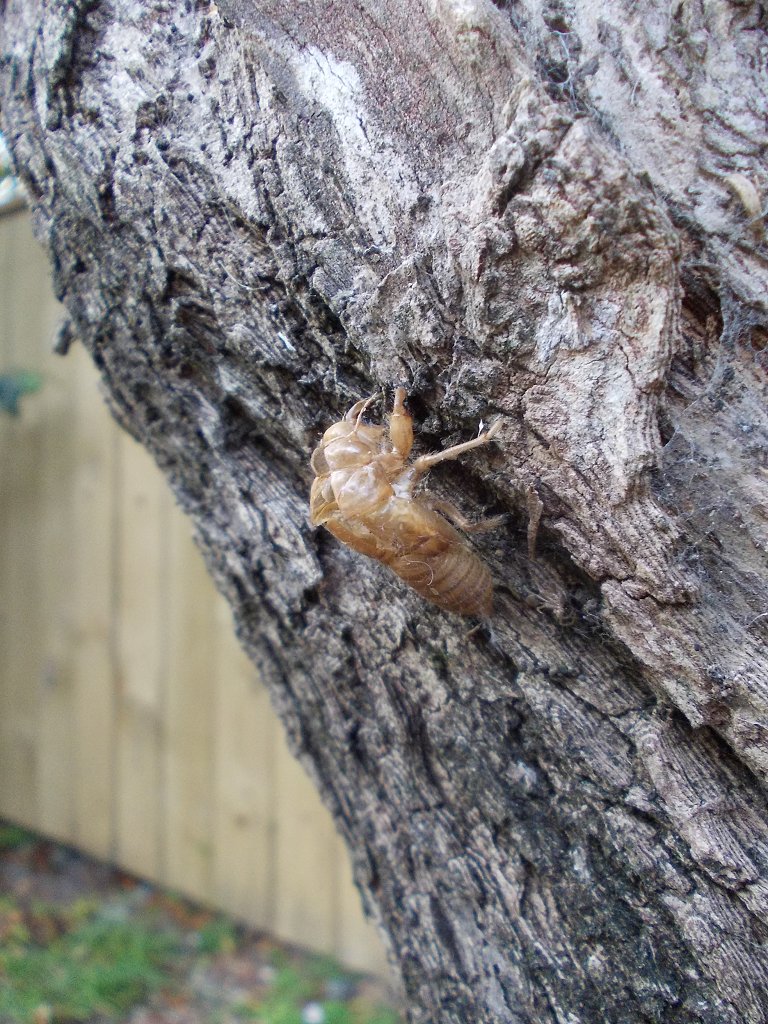 Cicada skin nymph