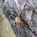 Cicada skin nymph