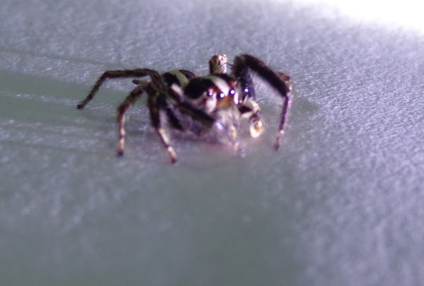 Pantropical Jumping Spider Male Project Noah