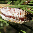 Mantis ootheca (Egg Sac)