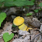 Retiboletus Mushroom