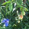 Iris growing under peach tree