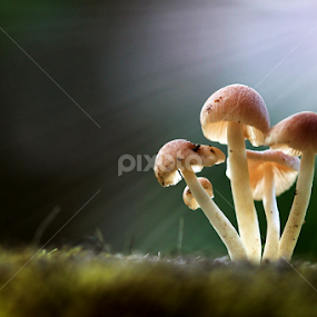 Muskater by Fatriyanto Mooduto - Nature Up Close Mushrooms & Fungi