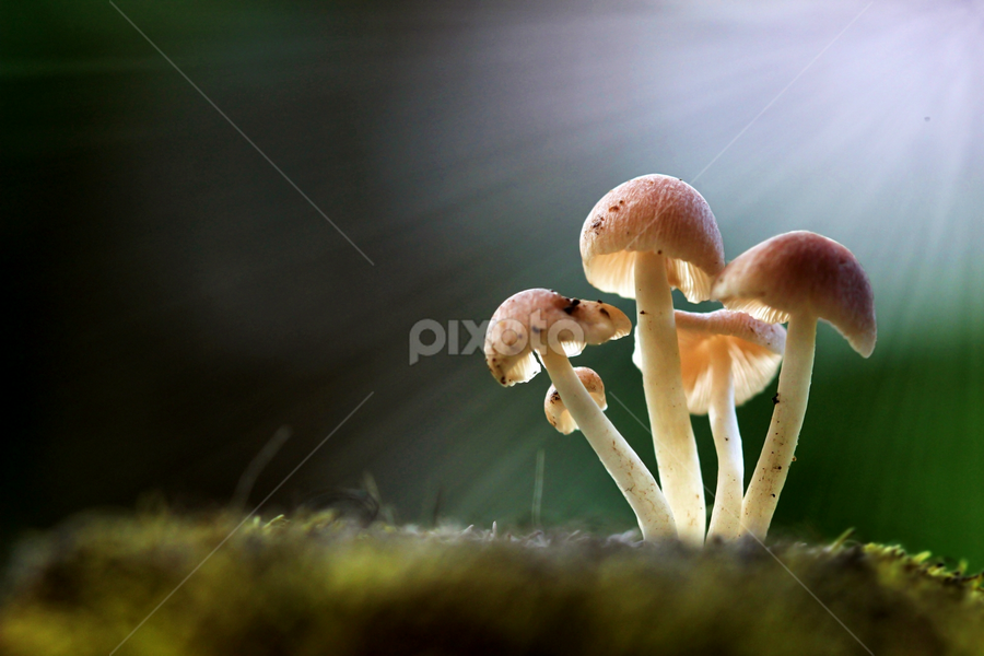 Muskater by Fatriyanto Mooduto - Nature Up Close Mushrooms & Fungi