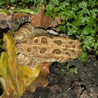 African common toad