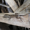 Brown anole