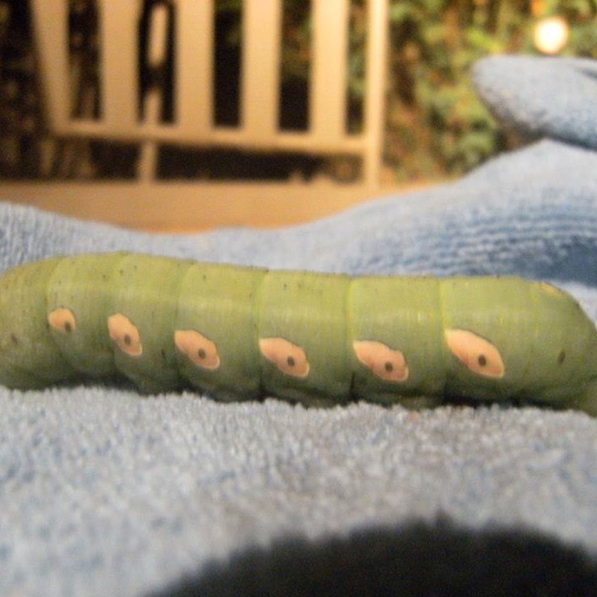 Pandora Sphinx (larva) - green morph