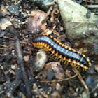 Black and yellow millipede