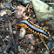 Black and yellow millipede