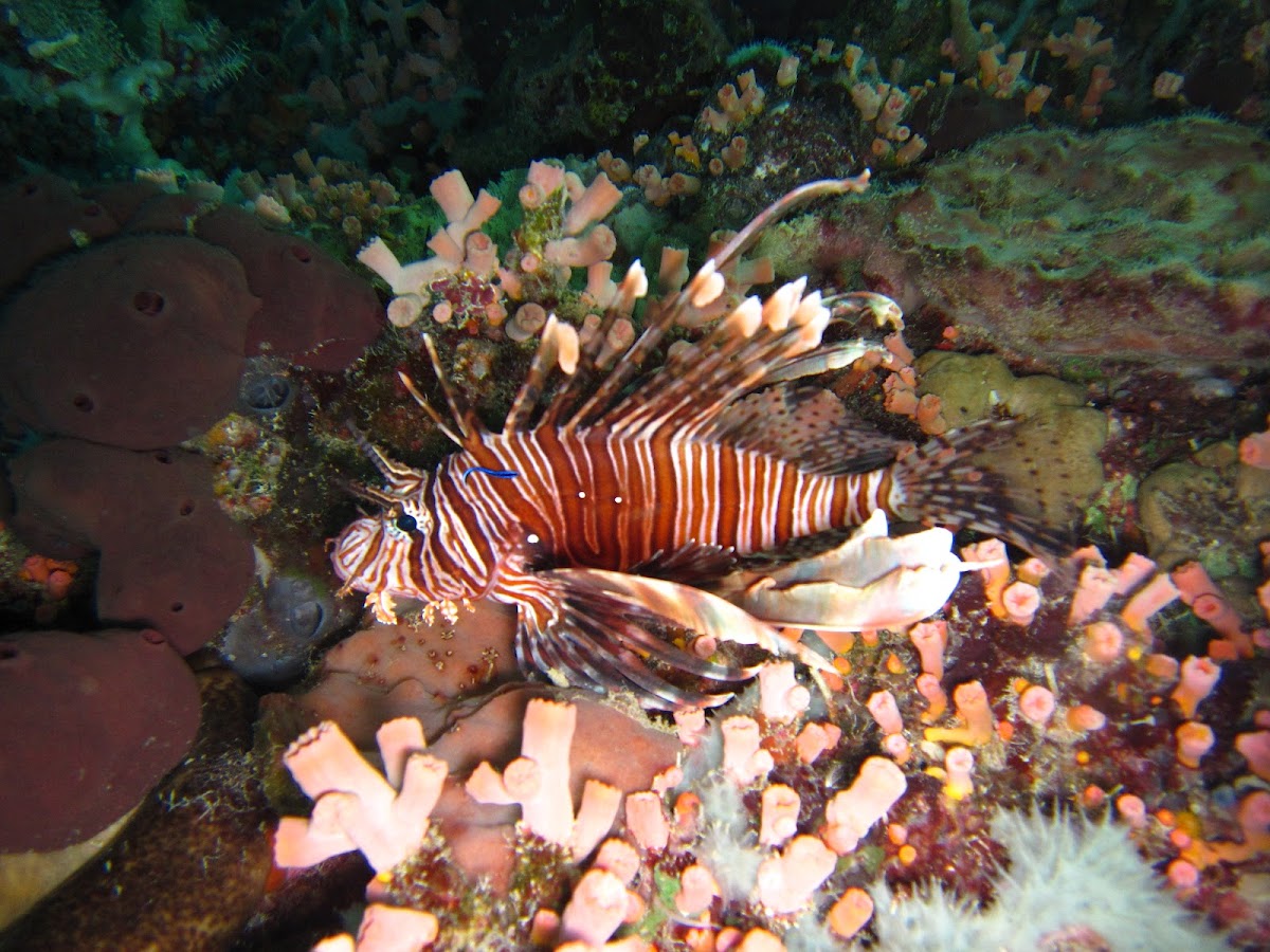 Cleartail lionfish