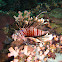Cleartail lionfish