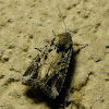 Fall Armyworm Moth (Male)