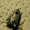 Fall Armyworm Moth (Male)