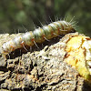 Timber moth larva