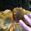 Jack-o-lantern mushroom