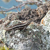 San Cristobal Lava Lizard