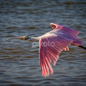 Spoonbill by Bill Killillay - Animals Birds